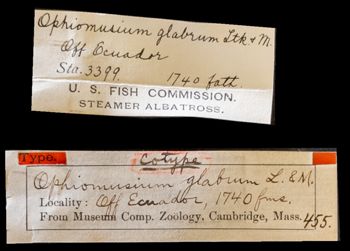Media type: image;   Invertebrate Zoology OPH-455 Aspect: labels